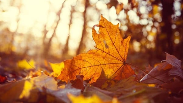 Laissez mourir tranquillement • En apéro au bulletin astro de la Nouvelle Lune du 21 octobre